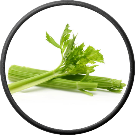 Fresh Celery
